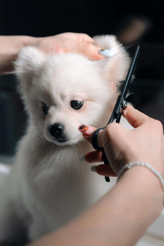 dogcare
