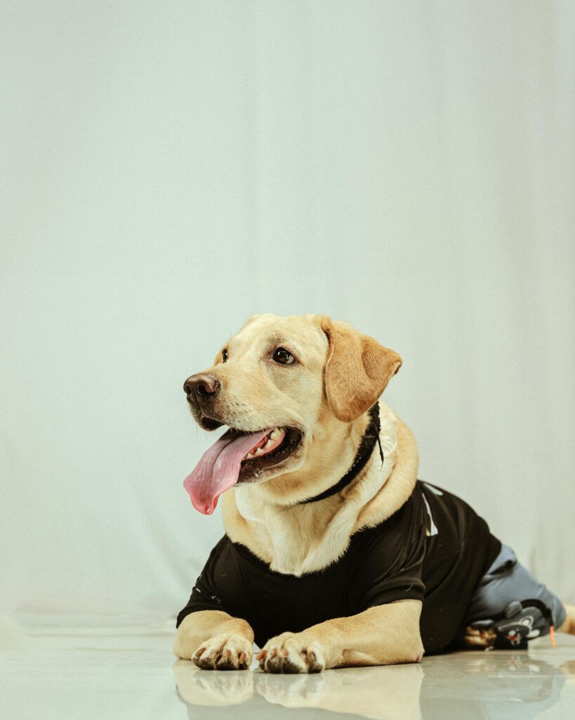 dog grooming